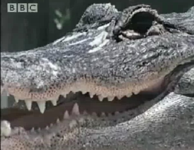 BBC alligator to be hypnotized